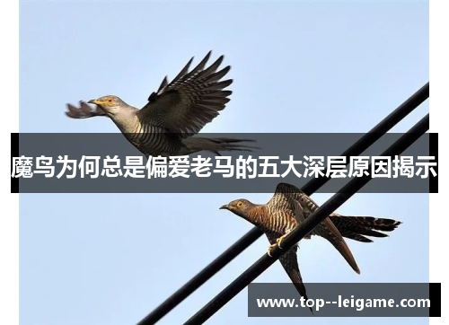 魔鸟为何总是偏爱老马的五大深层原因揭示